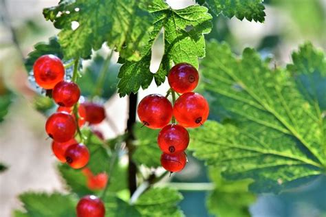Смородина Ягода Куст Смородины - Бесплатное фото на Pixabay | Einmachen ...
