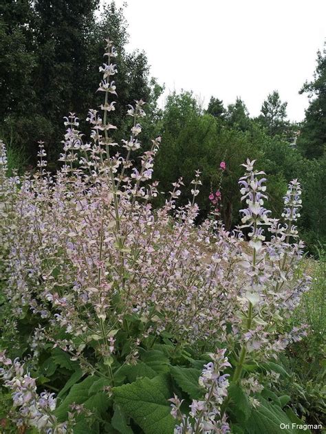 Salvia Sclarea Flora Palaestina Ethnobotany