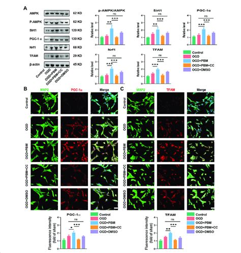 Pbm Activated Ampk Pgc Tfam Pathway In Vitro A Western Blot