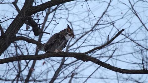 M Great Horned Owl Hooting W Rodent In His Mouth 12 20 2019 Forest Park St Louis Missouri