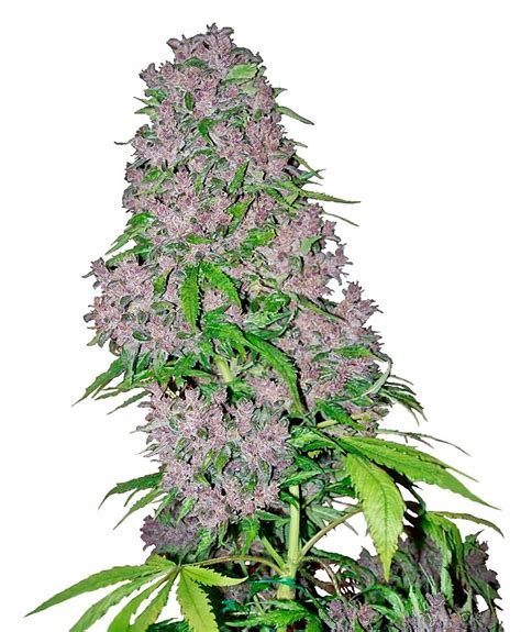 Purple Bud Feminised Seeds | White Label Seed Company | Cannabis Seeds