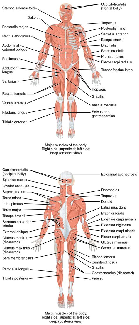 2.3.1 Naming Skeletal Muscles – Biomechanics of Human Movement