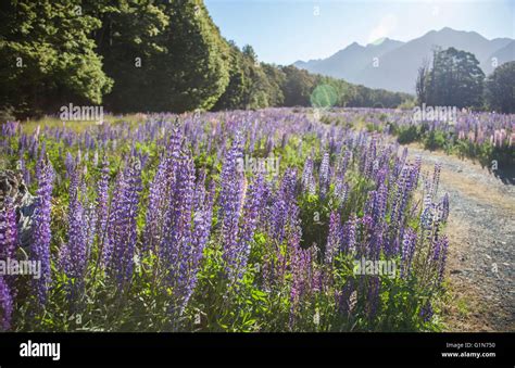 Russell Lupin flowers in New Zealand Stock Photo - Alamy