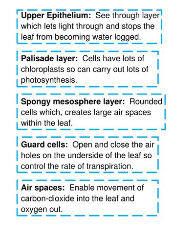 Gcse Biology Photosynthesis Revision Lesson Teaching Resources