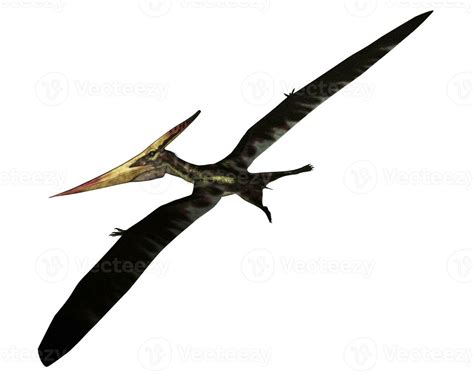 Pteranodon Stock Photos Images And Backgrounds For Free Download