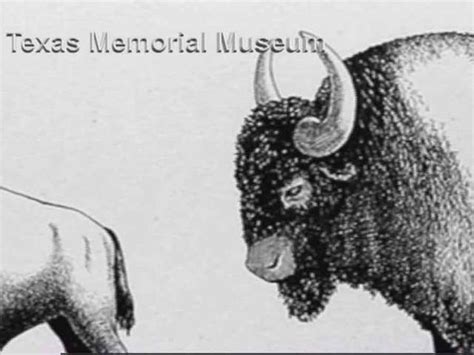 Archaeologists Discover Ancient Extinct Species Of Bison Buried At Old