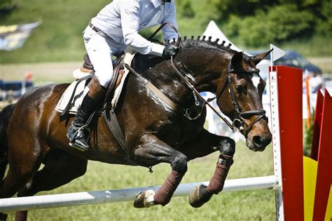 Show jumping | Transylvania Horse Show