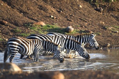 Tage Abenteuer Amboseli Tsavo West Tsavo Ost Mombasa Getyourguide