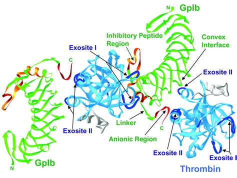 Crystal Structure Of The Gpib Thrombin Complex Essential For Platelet