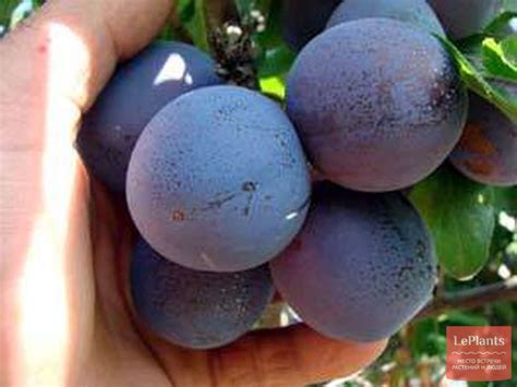 Слива домашняя 'Заманчивая' — описание сорта, характеристики | на ...