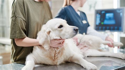 S Ntomas Diagn Stico Y Tratamiento Del C Ncer De Bazo En Perros