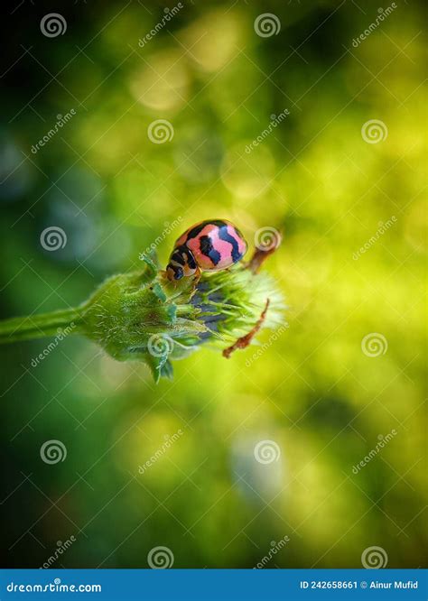 Beautiful Ladybugs that Live in Flowers Like To Eat Aphids and Plant