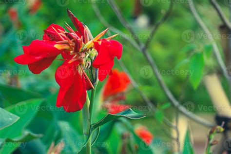 Canna Indica Or Commonly Known As Red Canna Flower Or Tasbih Flower Is