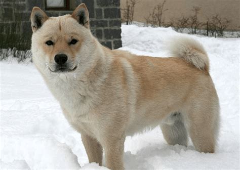 Hokkaido Inu - Temperament, Origins & Care (DOG BREED GUIDE)