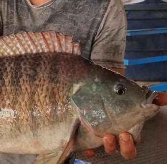 Brumado Piscicultura - Piscicultura Brumado | Produzindo Peixes de Qualidade