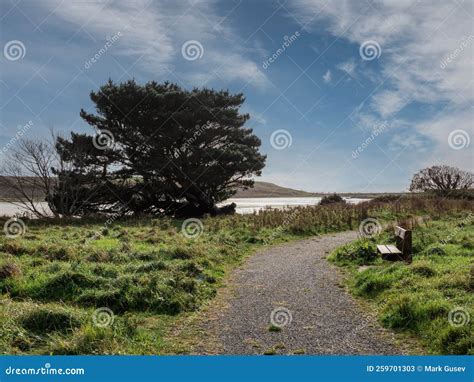 Foot Path In A Park With Bench And Tall Fancy Tree Warm Day Blue