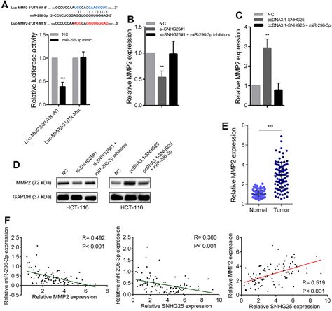 Snhg Promotes Colorectal Cancer Metastasis By Regulating Mmp