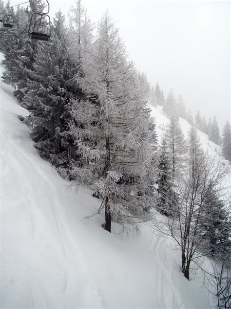 Árvores Cobertos De Neve Na Inclinação Foto de Stock Imagem de calma