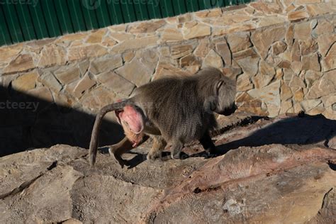 Baboon, Zoo, Injury. A baboon with a pink wound on its leg walks over