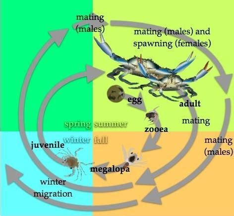 Schematic of blue crab life cycle (Source: Lipcius et al. 2007 ...