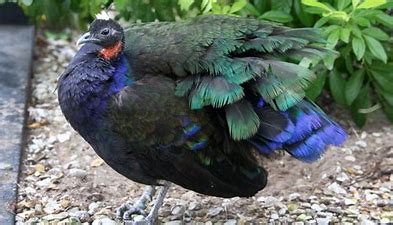 Congo Peafowl | Animal Database | Fandom