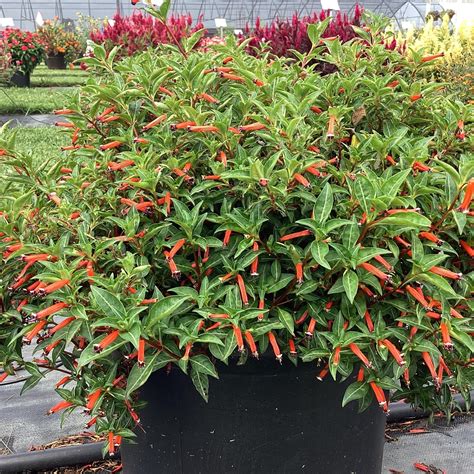 Cuphea ignea 'Cherrybells’ ~ Cherrybells Cuphea – ServeScape