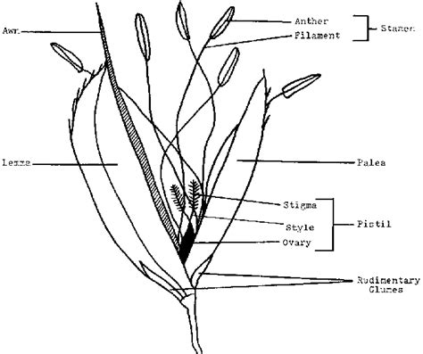 Wheat Plant Drawing at GetDrawings | Free download