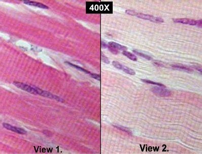 Muscle Tissue Flashcards Quizlet