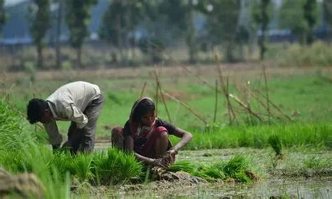 धान की खेती नर्सरी की तैयारी से लेकर रोपाई तक इन बातों का ध्यान रखकर