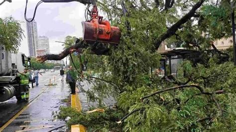 La Ca Da De Rboles Uno De Los Principales Factores De Los Destrozos