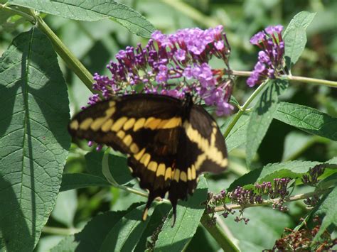 Giant Swallowtail Butterfly – Good Morning Gloucester