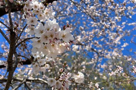 DC’s forecast suggests cherry blossom peak bloom is days away - WTOP News