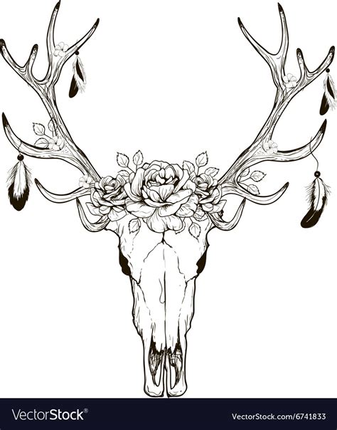 Deer Skull Royalty Free Vector Image Vectorstock