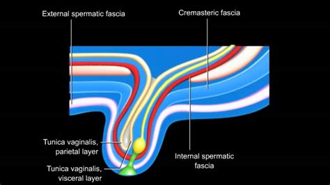 Desarrollo Del Conducto Inguinal Y Descenso De Testiculos Y Ovarios