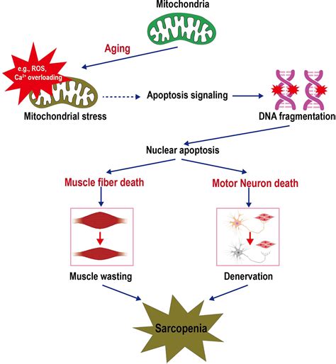 Frontiers From mitochondria to sarcopenia role of 17β estradiol and