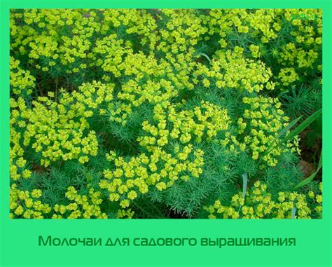 Молочаи для садового выращивания