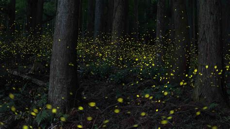 For the Sake of Their Glow: What Happened to Moriyama's Fireflies?