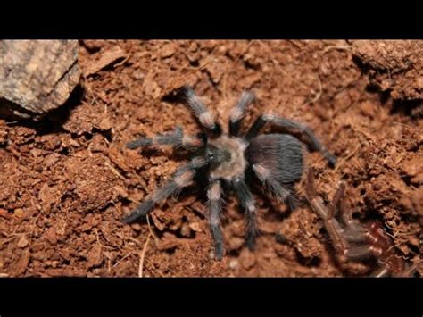 Brachypelma Auratum Molting YouTube