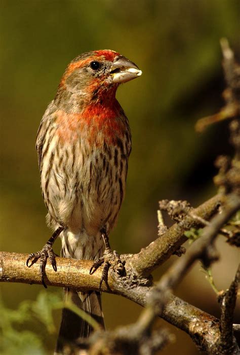 House Finch - Owen Deutsch Photography