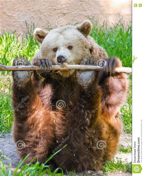 Brown Bear Play Stock Photo Image Of Ursidae Brown 77285114