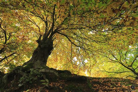 Castaños 2018 Castanea sativa el castaño es un árbol que Flickr