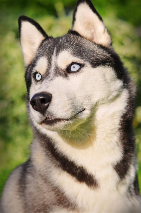 Siberian Husky Mesmocan Tasmanian Devil Taz Billeder Af Hunde