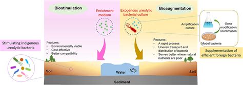 Frontiers Heavy Metal Bioremediation Using Microbially Induced