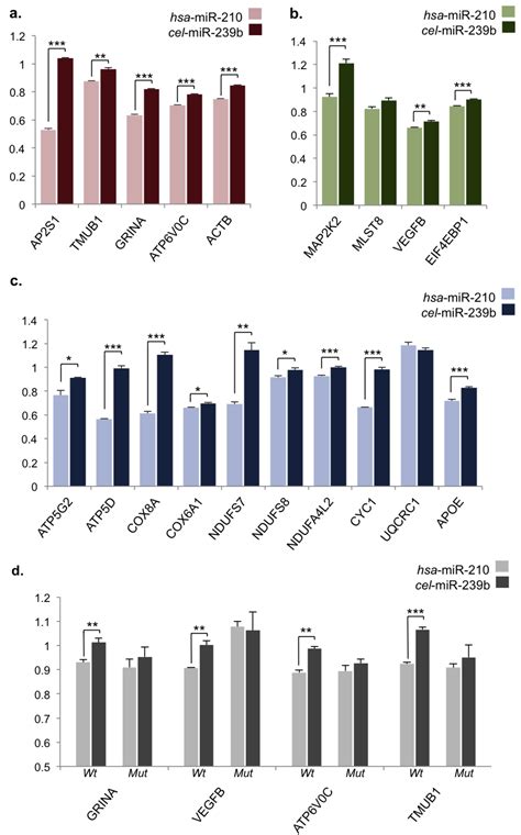 Ncrna Free Full Text Hypoxia Induced Microrna 210 Targets