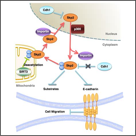 Acetylation Dependent Regulation Of Skp2 Function Cell