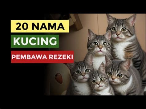 Nama Kucing Pembawa Rezeki Youtube