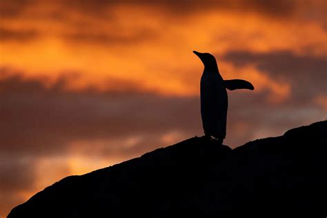 Cruises To Paradise Bay Cruising Antarctica Royal Caribbean Cruises