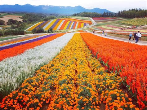 🔥 The flowers of Shikisai No Oka Biei, Kamikawa Prefecture Hokkaido Japan : NatureIsFuckingLit ...