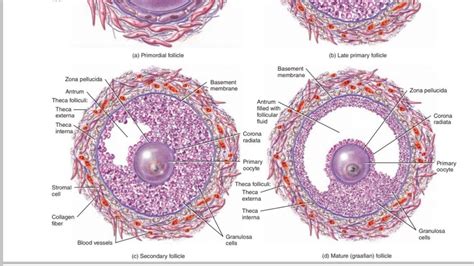 Follicular Phase Follicle Diagram Vad är Follikelfas