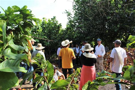 En Tierralta Córdoba el cacao abre paso a la reactivació Flickr